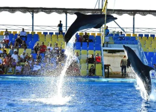 Dolphin Show Hurghada