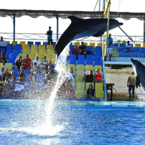 Dolphin Show Hurghada