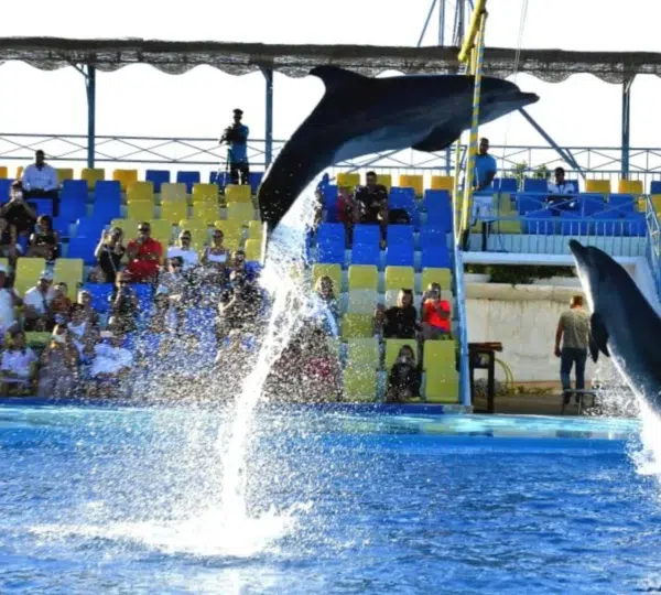 Dolphin Show Hurghada