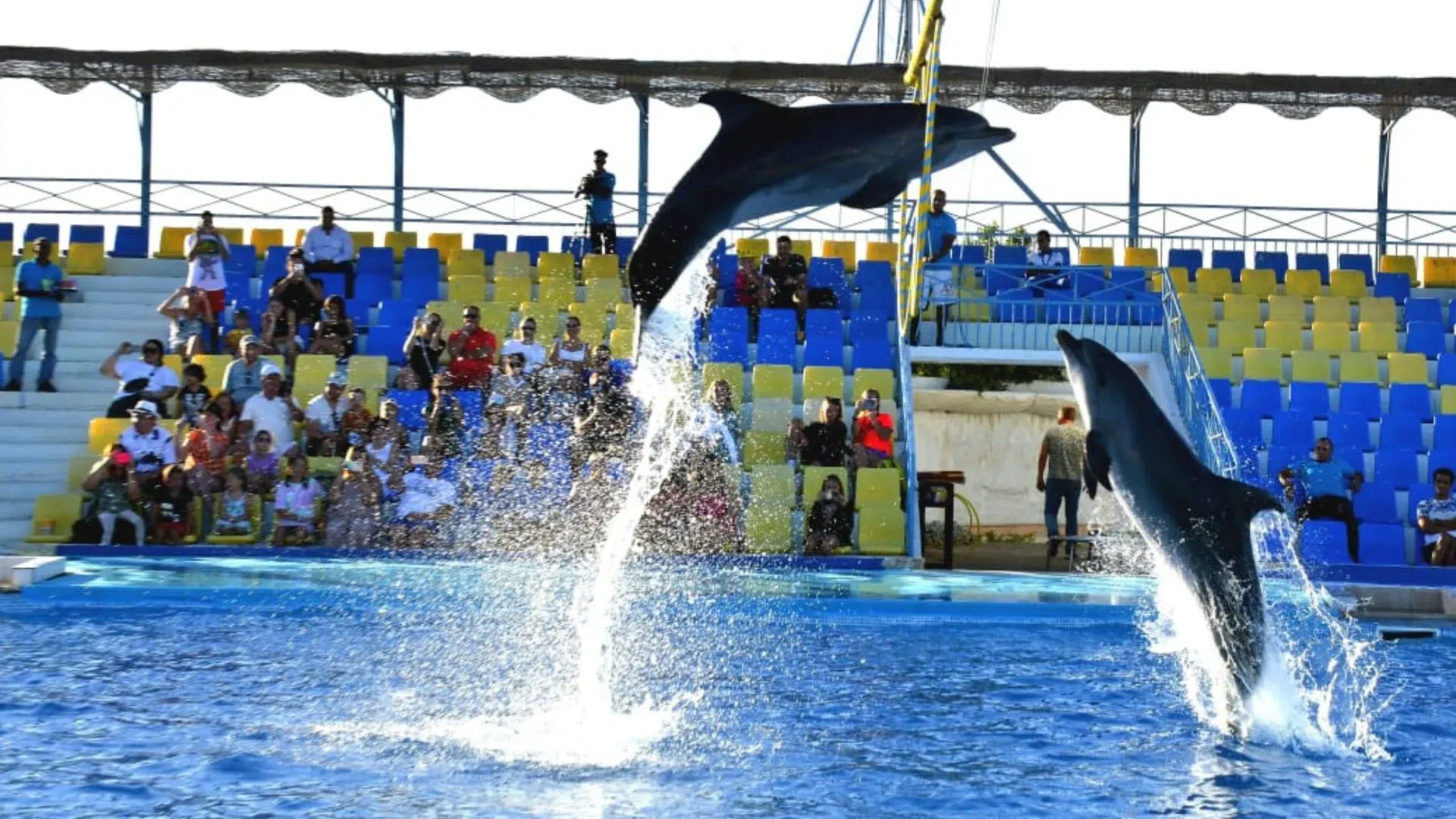 Dolphin Show Hurghada