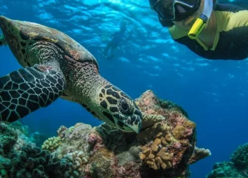 Abu Dabbab Turtle House: Snorkeling Trip from Hurghada to Marsa Alam