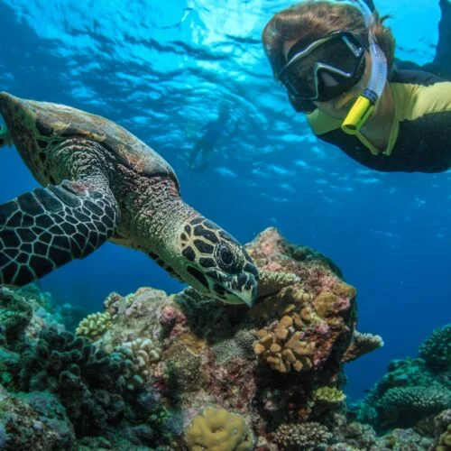 Abu Dabbab Turtle House: Snorkeling Trip from Hurghada to Marsa Alam